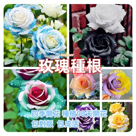 玫瑰花好種嗎|[指南]：玫瑰花種植入門：全方位種植攻略，輕鬆養出。